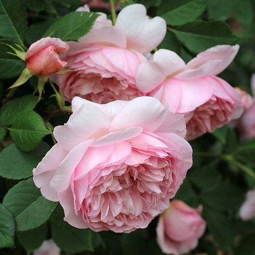 Rosa Sonia Rykiel™ - rosa - nostalgische rosen